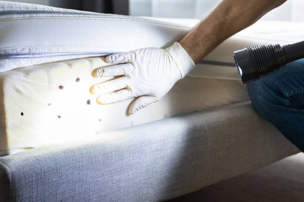 Best Wasp Removal Services  in Rigby, ID