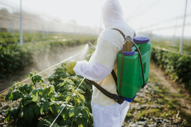 Best Wasp Removal Services  in Rigby, ID